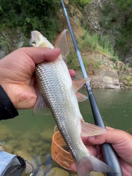 一条不起眼的小溪，竟藏着如此暴躁的鱼情