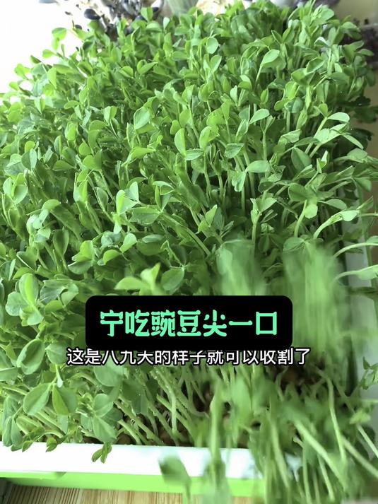 脆嫩豌豆尖,水培土培都可行,家中种植超方便