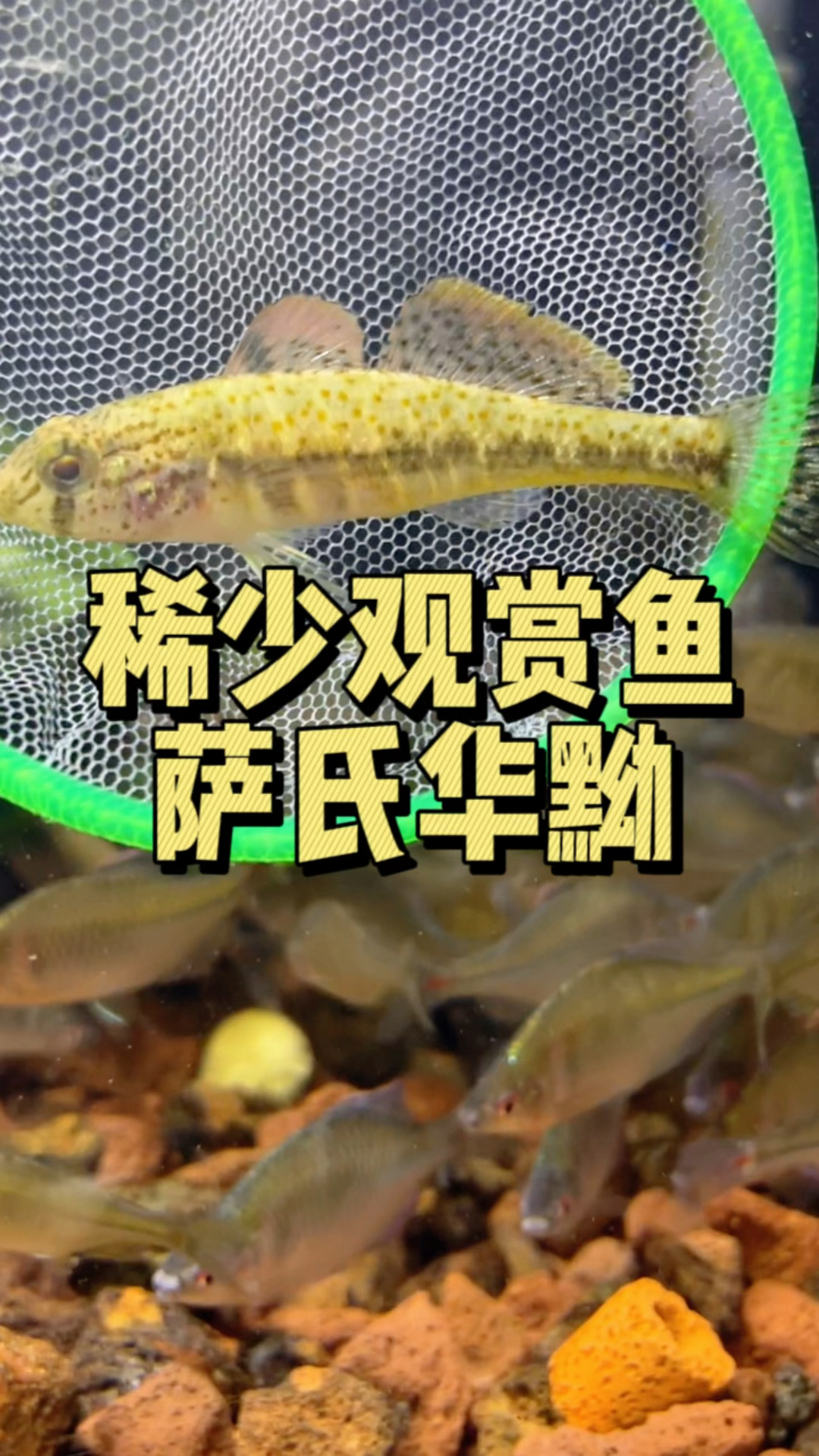 稀少观赏鱼,萨氏华黝。#水族#原生鱼 #养鱼日记