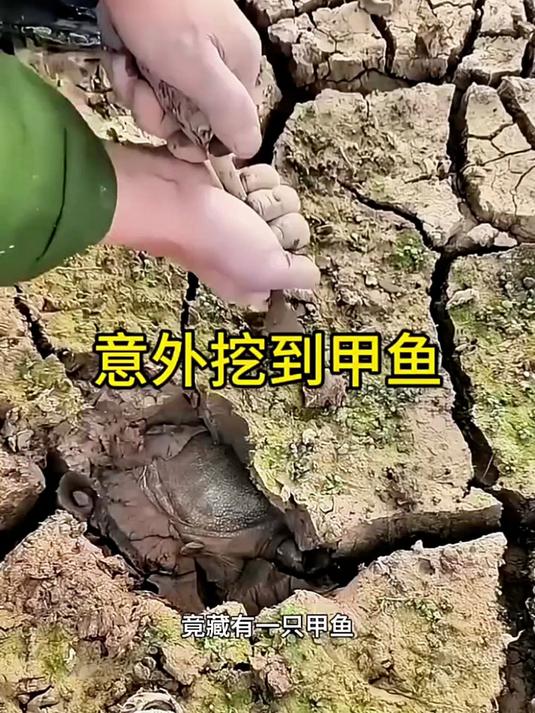 意外挖到甲鱼