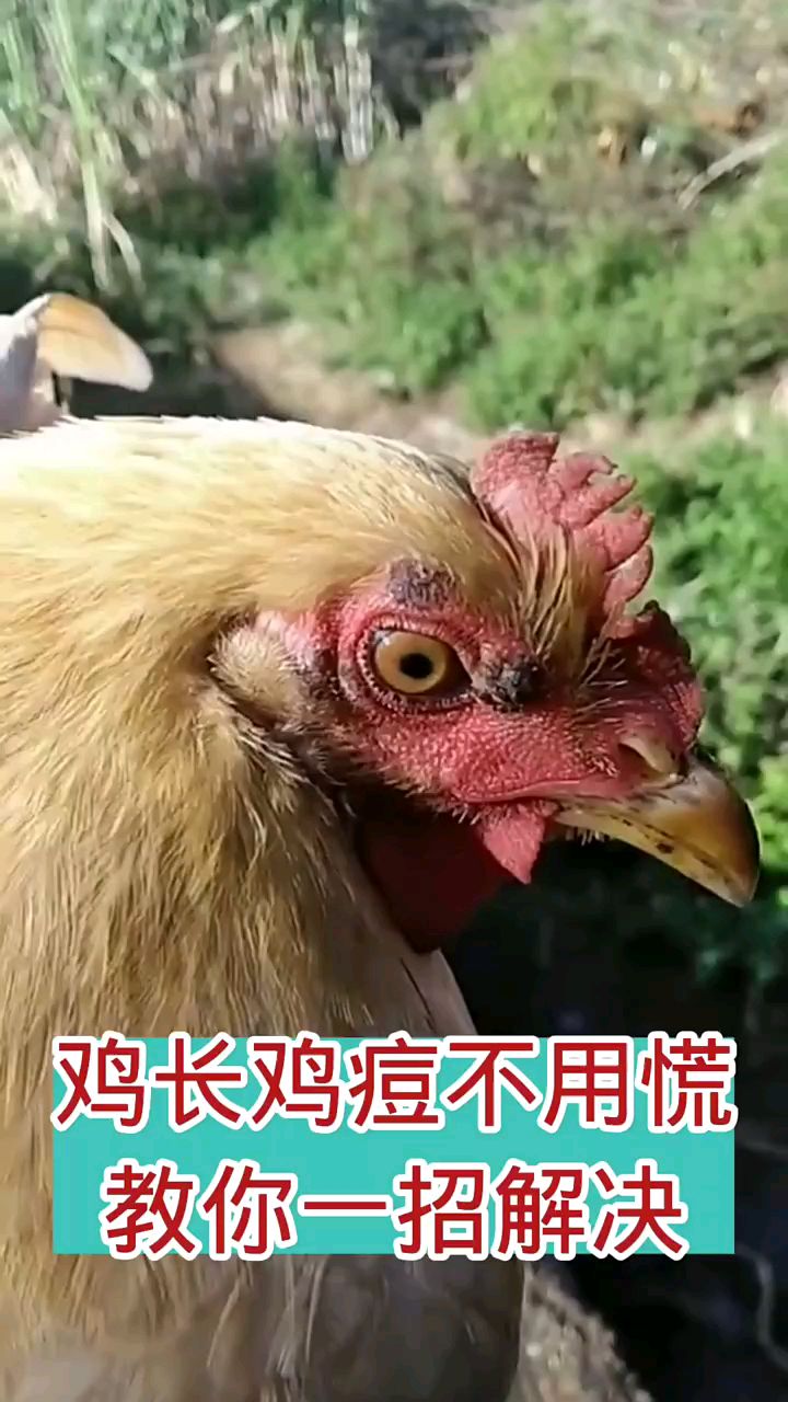 鸡痘痘你害怕吗
