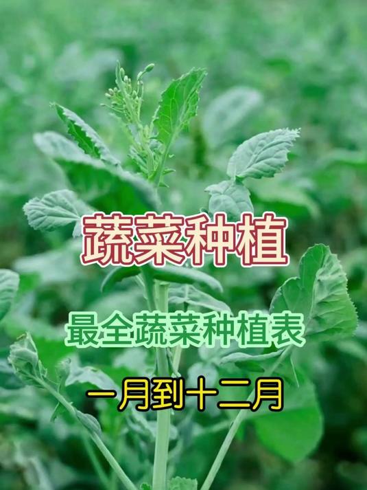 最全蔬菜种植表，一月到十二月