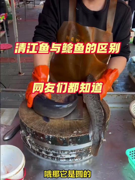 清江鱼和鲶鱼的区别 网友们看看你们知道吗