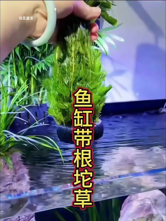 新手懒人轻松上手!多种高颜值大坨水草,鱼缸必备