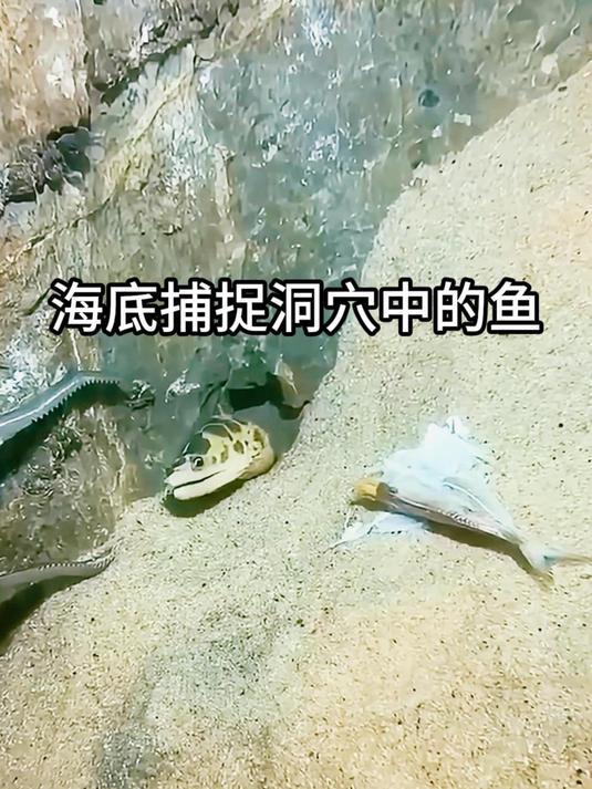 海底捕捉洞穴中的鱼