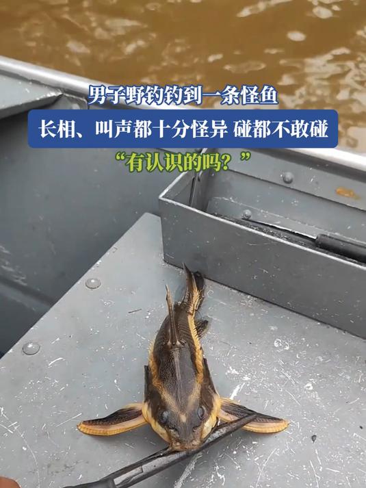 男子野钓钓到一条怪鱼,长相、叫声都十分怪异,碰都不敢碰,“有认识的吗?”