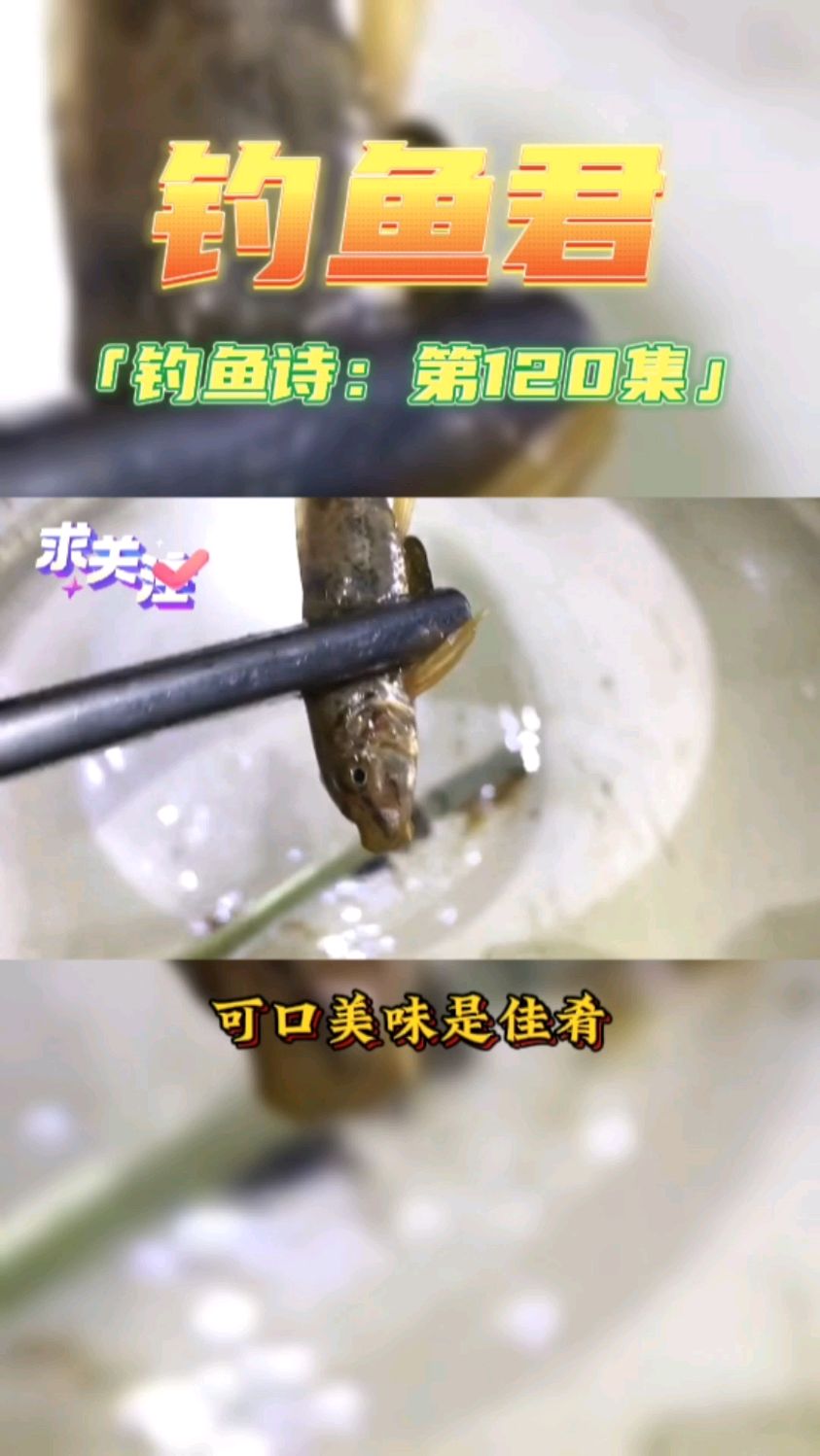 钓鱼君之钓鱼口诀:第120集(钓棒花鱼)鱼类百科,各位钓过此鱼吗