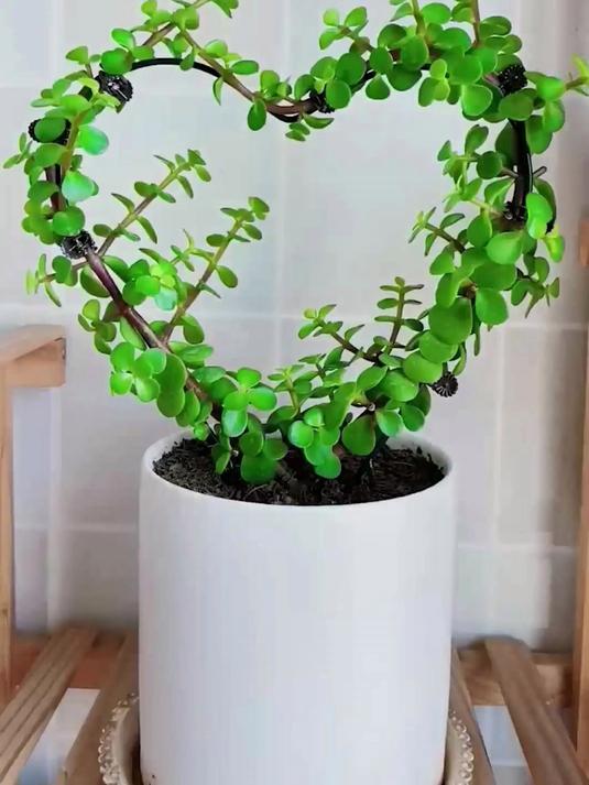 创意爱心型多肉~