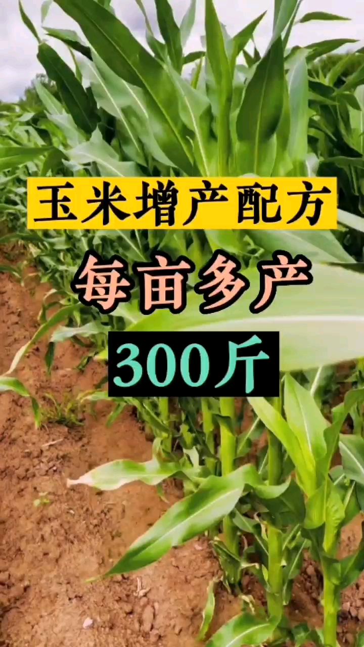 玉米如何施肥才能增产?玉米追肥配点磷酸二氢钾,种植大户也夸效果不错