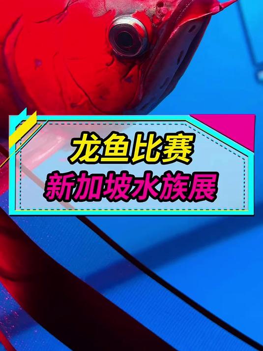 新加坡龙鱼比赛，各组冠军长什么样？鱼主人报价又是多少？