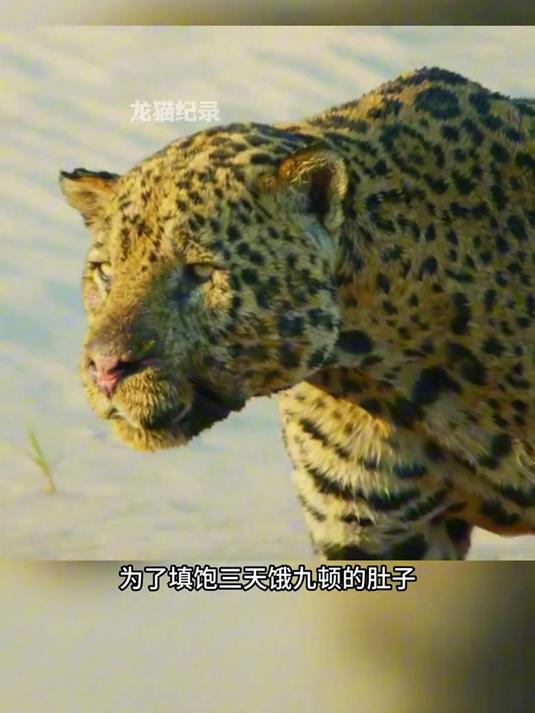 凶猛的鳄鱼,被美洲豹一个强势俯冲,咬住了命运脖梗直接被带走