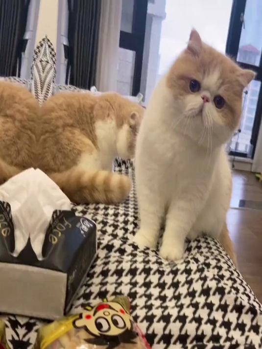 小猫咪,你不会是馋上我的旺仔小馒头了吧?