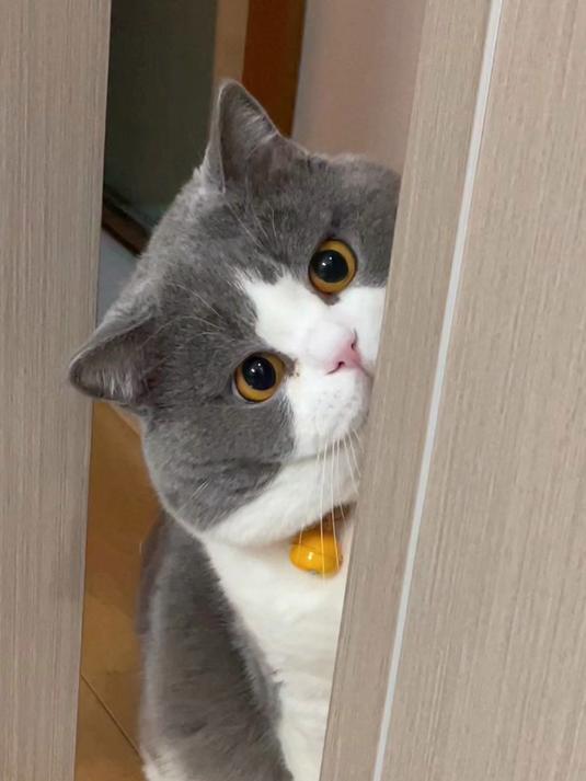 卡通片照进现实！我家养了TOM猫！#猫咪#