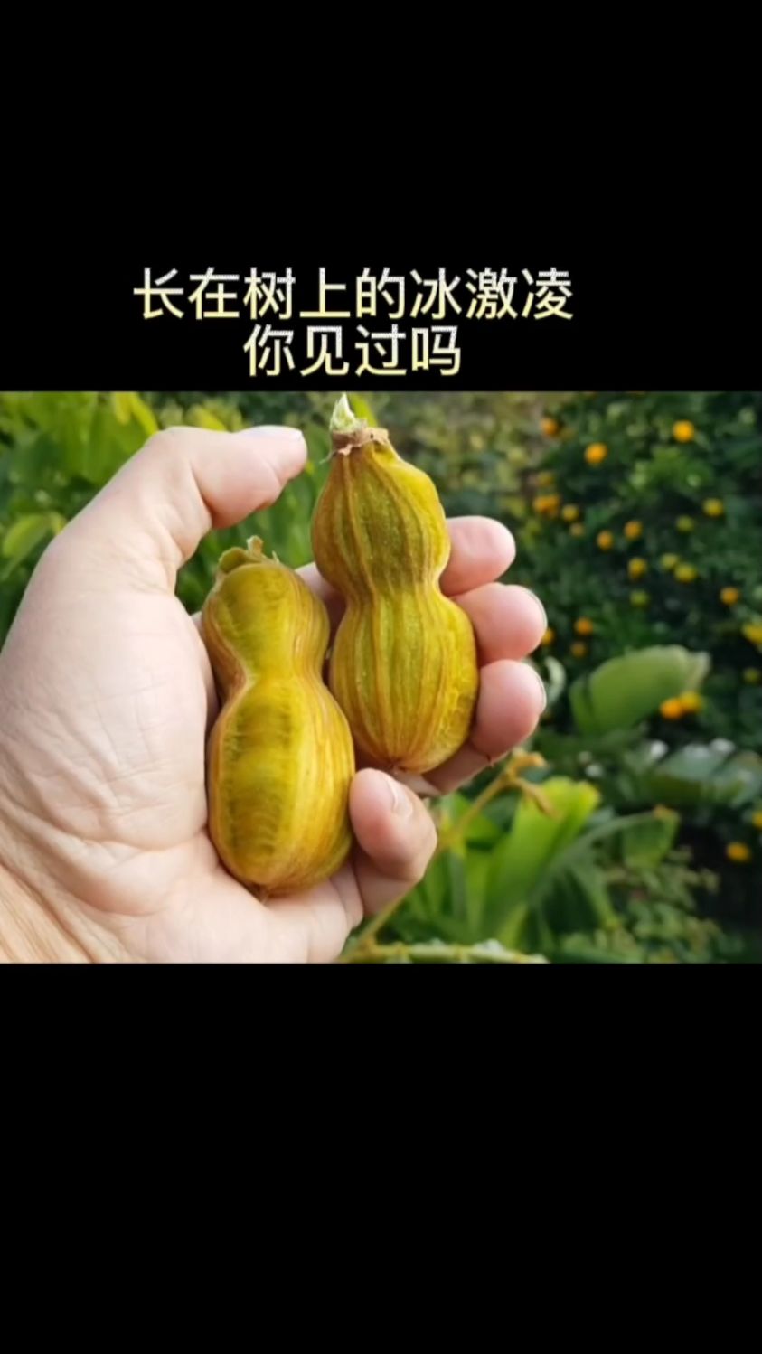 长在树上的冰激凌,还是香草味的,你见过吗?