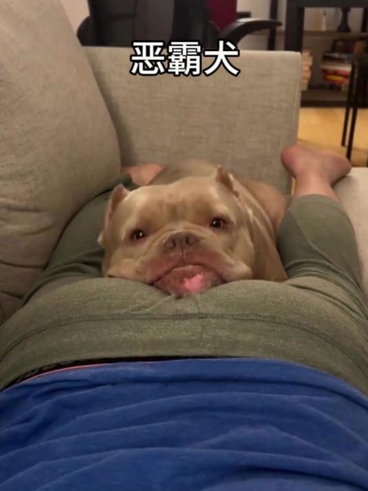 恶霸犬:真就是一只浑身肌肉的“傻白甜”