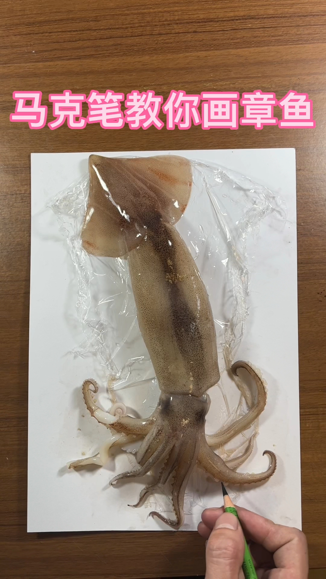马克笔教你画章鱼