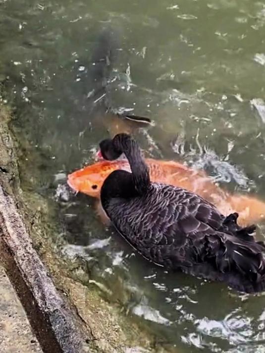 天鹅喂鱼,难得一见