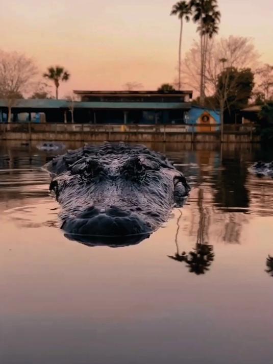 鳄鱼为什么要垂直漂浮在水中？是不会游泳吗？
