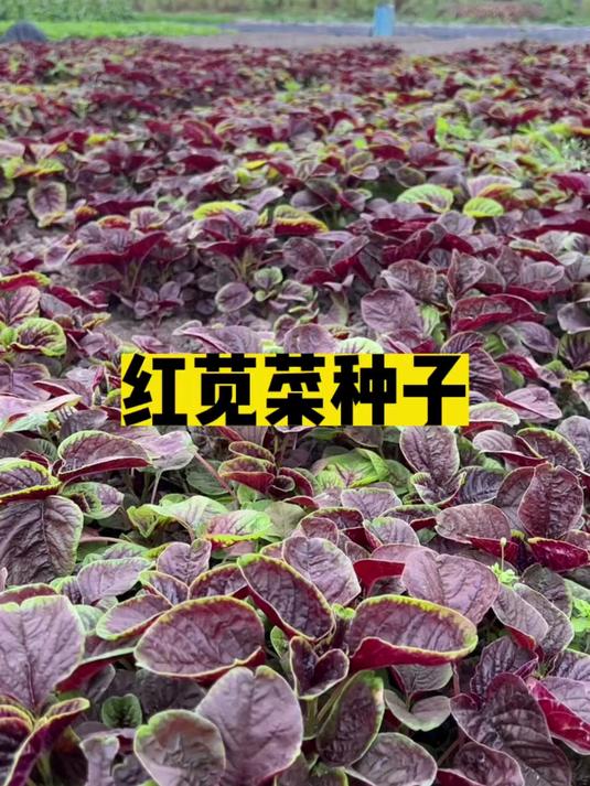 别错过!红苋菜种子简单播种,见证从一粒种子到红嫩菜叶的蜕变