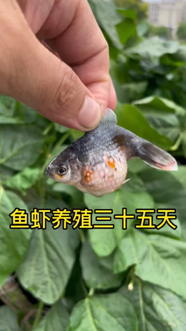 这应该是怀孕的鱼