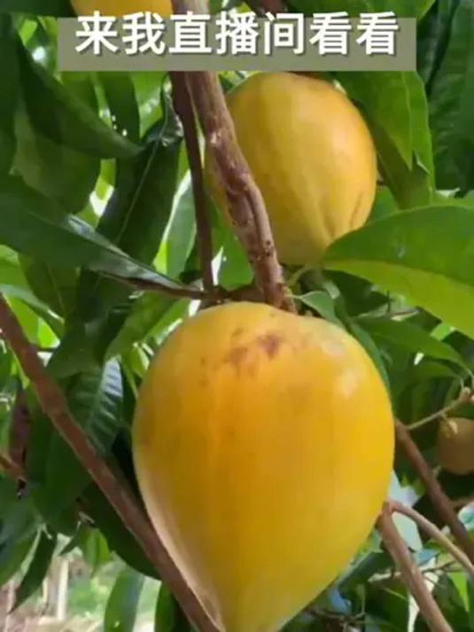 当季新鲜鸡蛋果 口感软糯清甜 奶香味浓纯天然