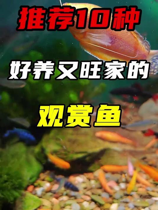 推荐10种好养又旺家的观赏鱼，最适合懒人新手去养！