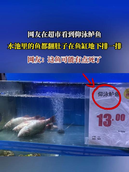 网友在超市看到仰泳鲈鱼，水池里的鱼都翻肚子在鱼缸地下排一排，网友：这鱼可能有点死了