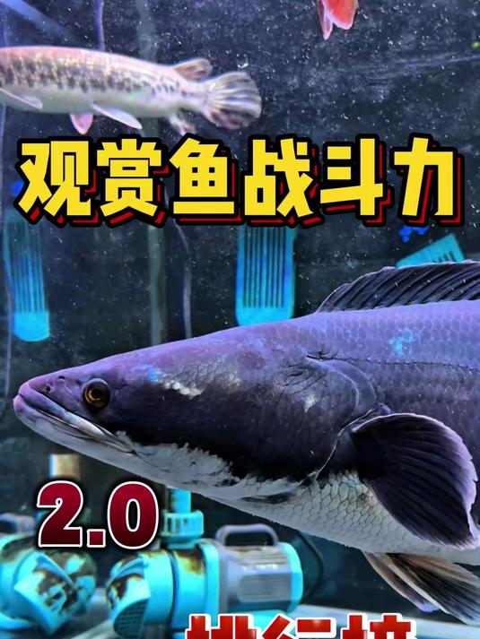 观赏鱼战斗力排行榜 2.0