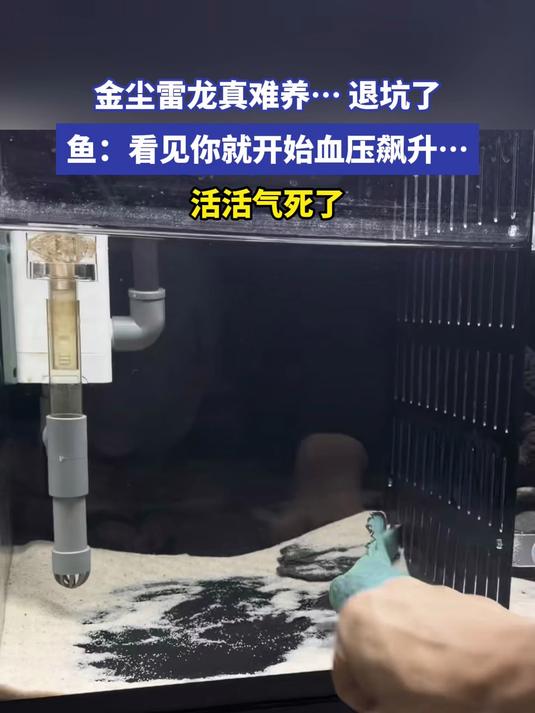金尘雷龙真难养……退坑了 鱼:看见你就开始血压飙升……活活气死了#金榜同行时#