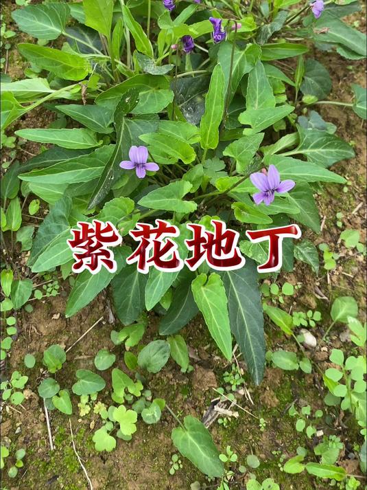 紫花地丁有什么用?
