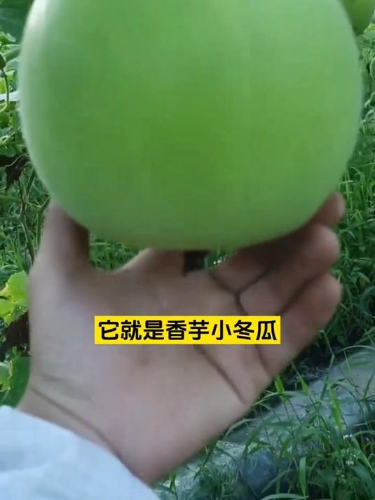 可以生吃的冬瓜,香芋冬瓜是早熟品种!