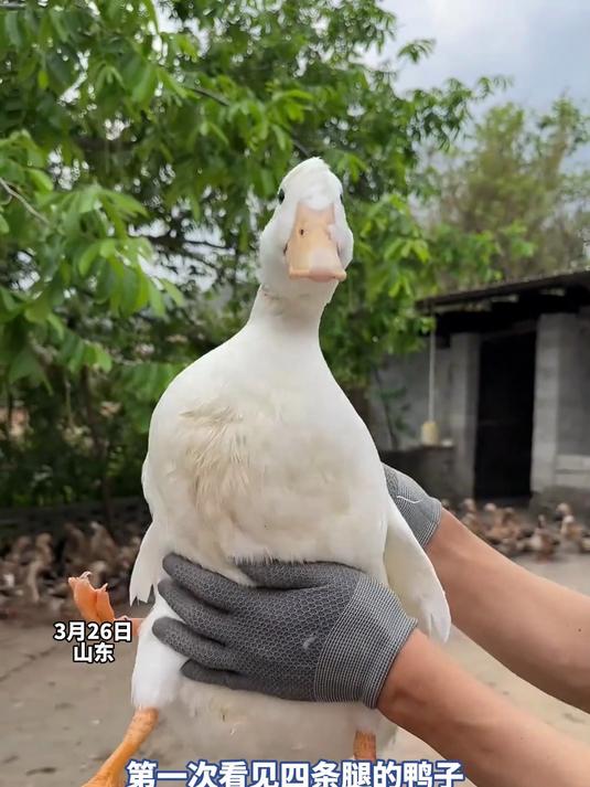 第一次看见四条腿的鸭子,长大后和别的鸭子并没有什么区别