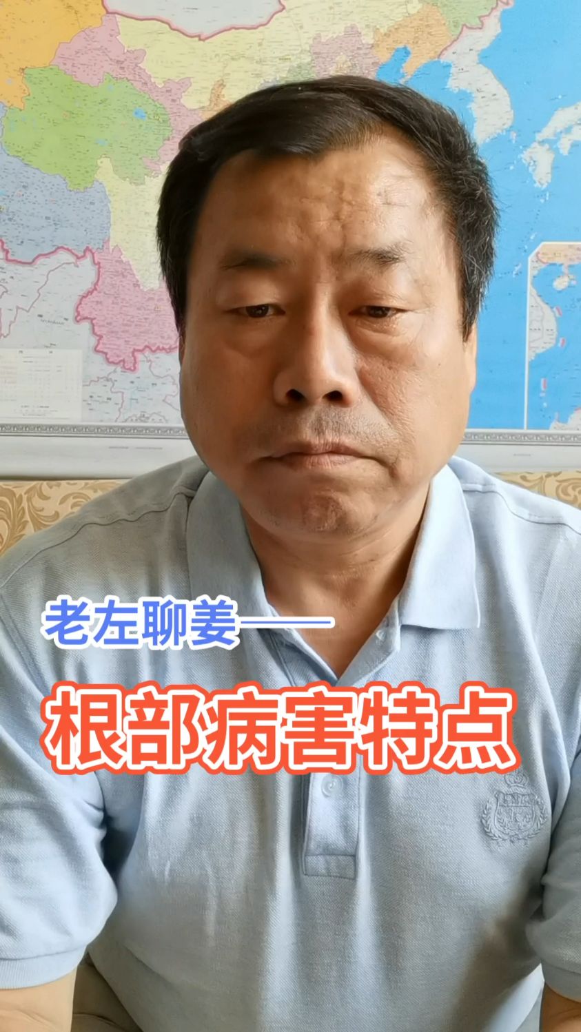 老左聊姜——根部病害特点
