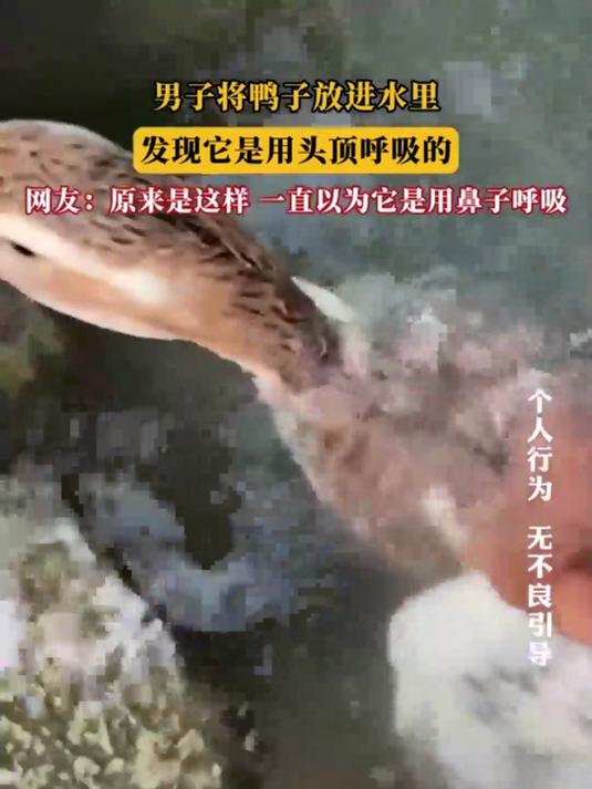 男子将鸭子放进水里，发现它是用头顶呼吸的，网友：原来是这样，一直以为它是用鼻子呼吸