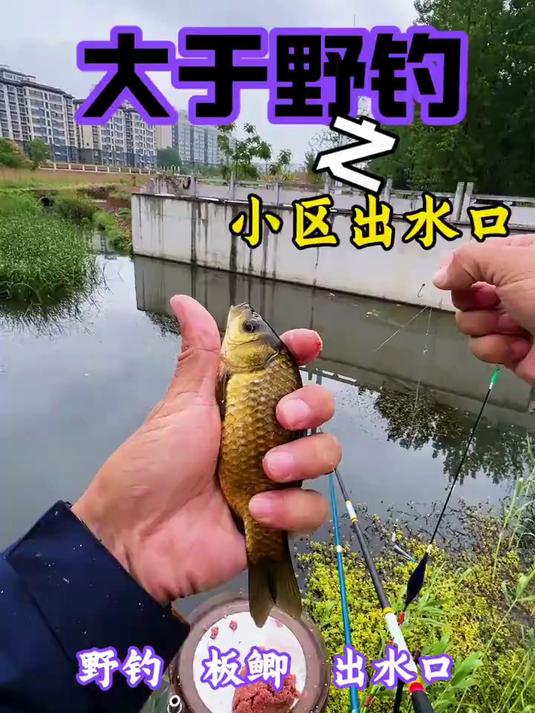 野钓的快乐可不只是钓多少钓多大，而是上钩的一霎那！这也许就是探钓的乐趣吧#户外野钓# #钓