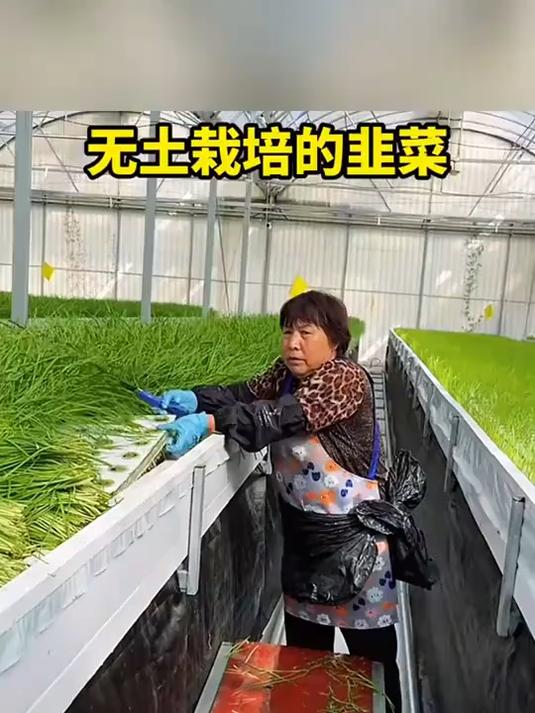 无土栽培的韭菜,你吃过吗?