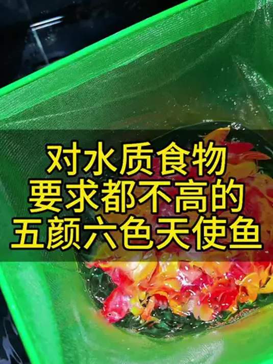 天使鱼好养活!色彩多样水质要求低,一缸童话世界
