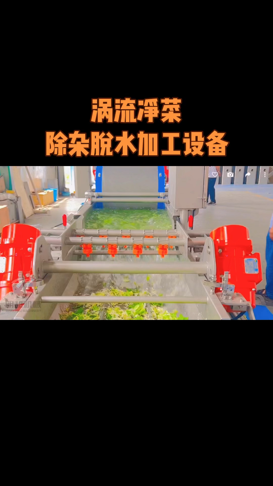 涡流净菜加工全套设备生产厂家 叶类蔬菜清洗流水线