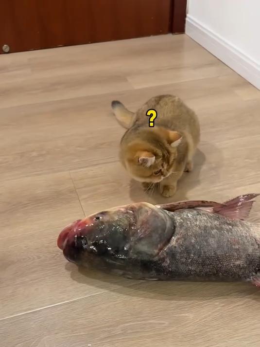 猫：这辈子也没见过这么大的鱼