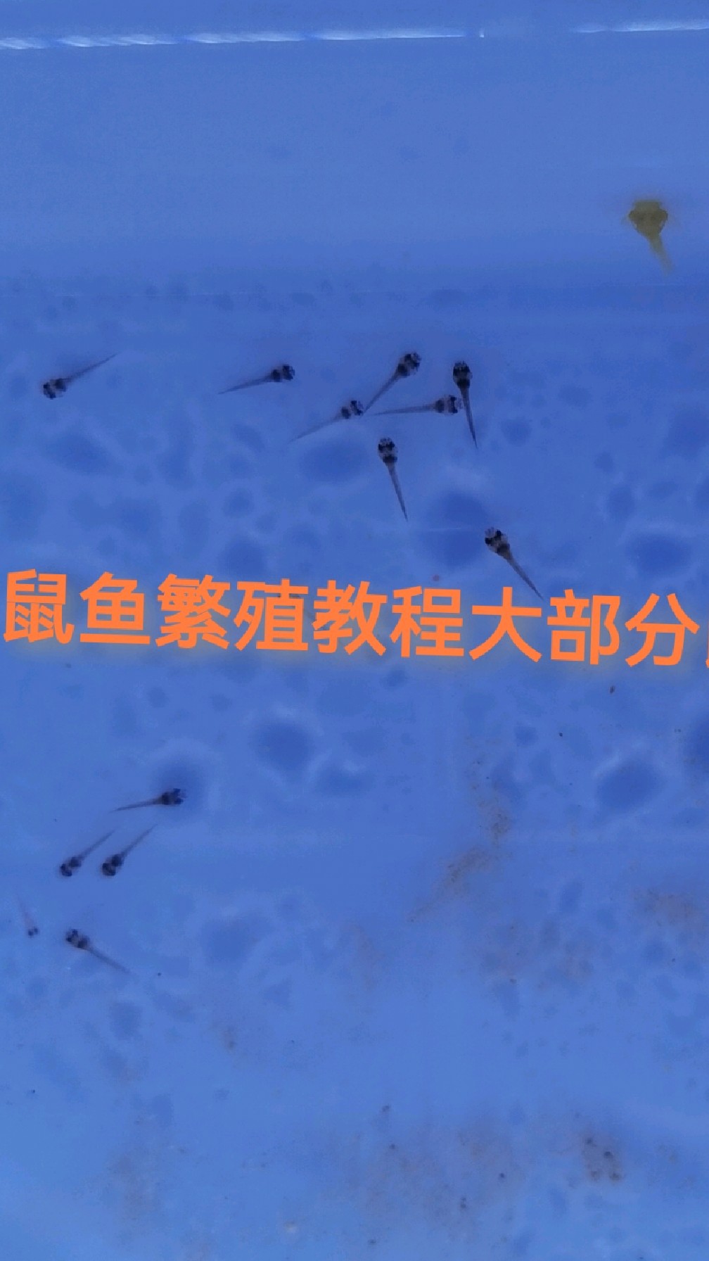 鼠鱼繁殖教程大部分鼠鱼都适用