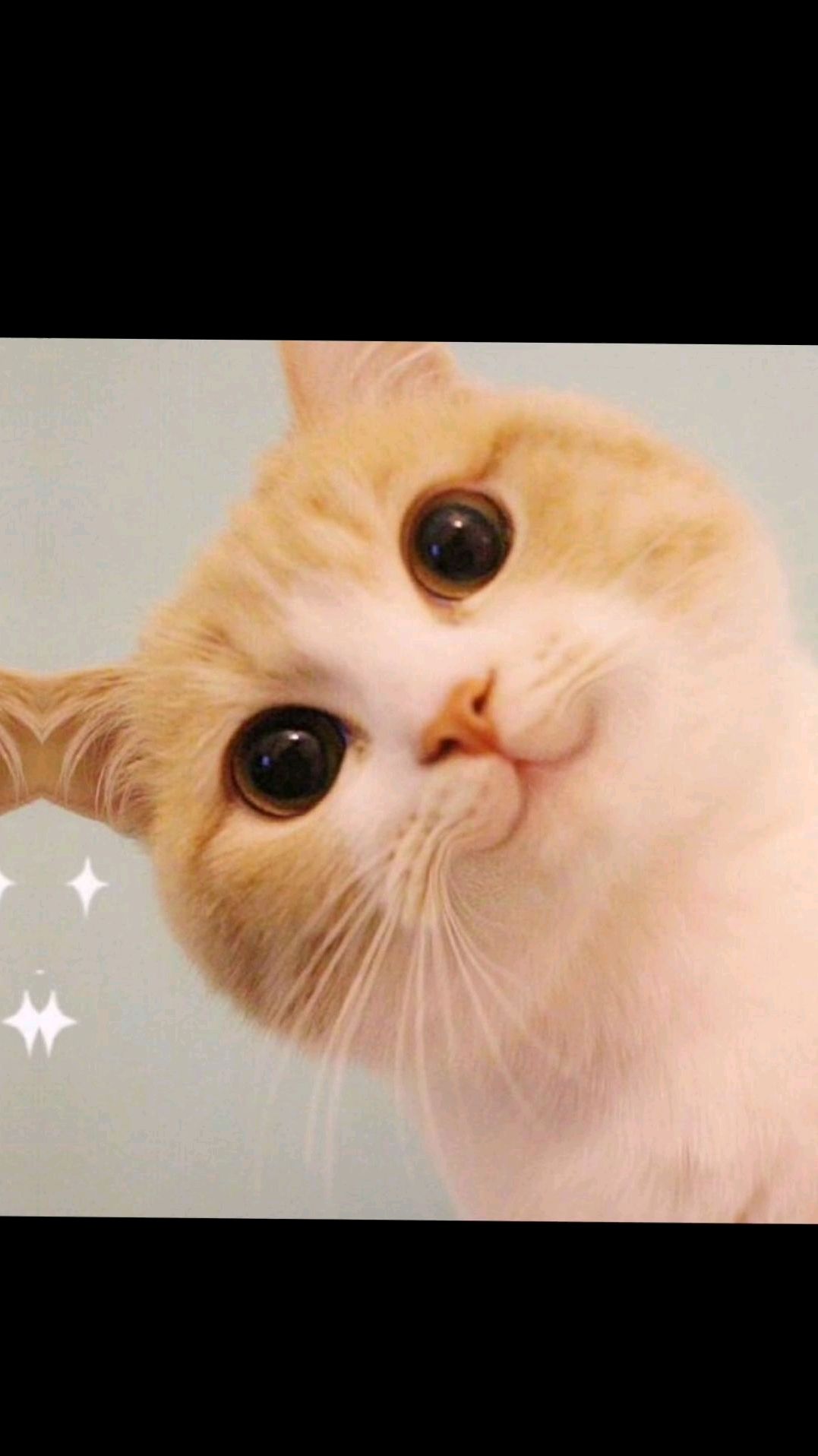 可爱的猫咪头像