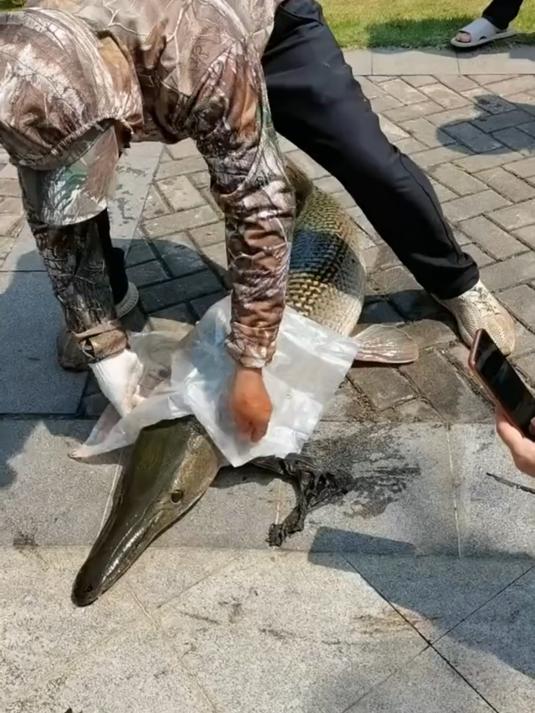这种鱼能吃吗