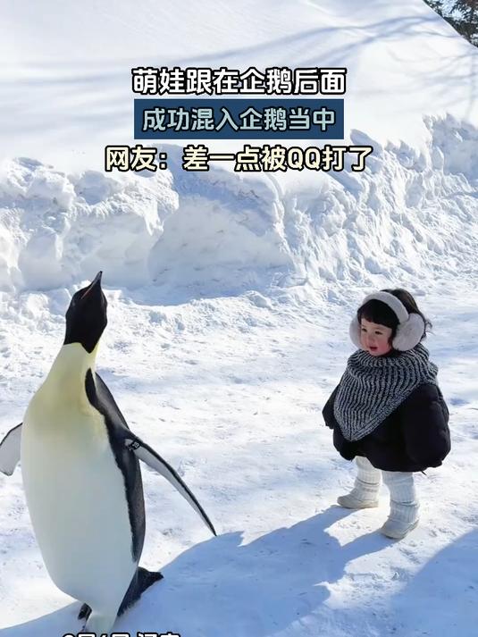萌娃跟在企鹅后面,成功混入企鹅当中,怎么差点被QQ打了?