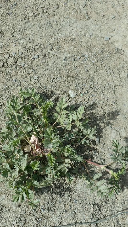 这个叫朝天委陵菜,营养价值高,可食,亦可入药。是优良的野生天然食品。