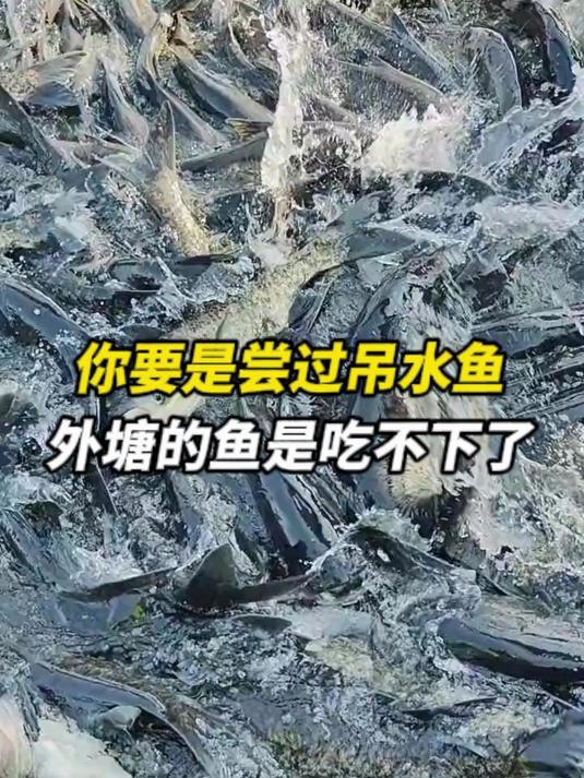 你要是尝过吊水鱼,外塘的鱼是吃不下了