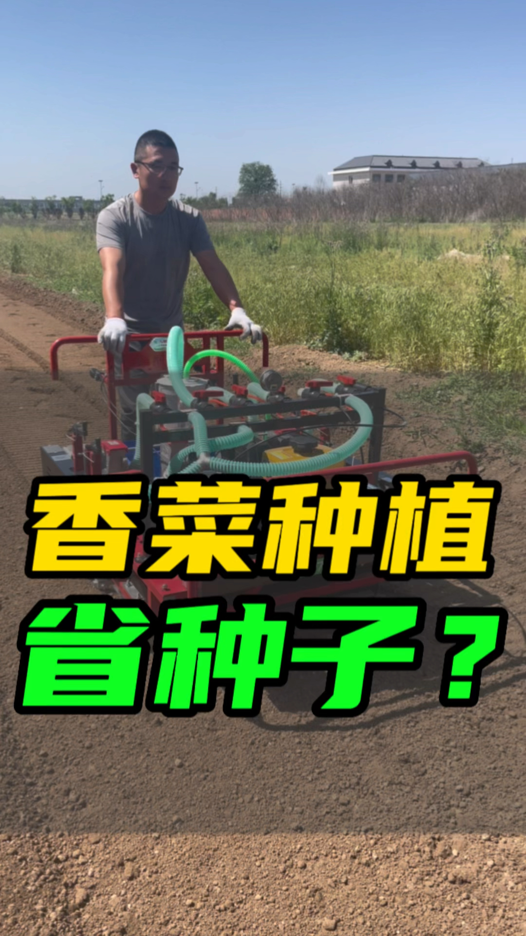 香菜种植省种子?