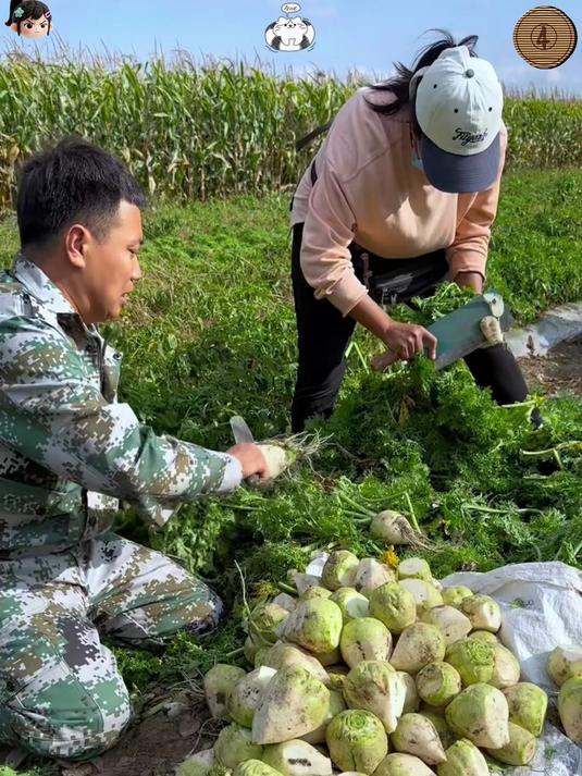 芥菜疙瘩又叫辣疙瘩腌制做咸菜少不了喜欢的都给大家准备好了！