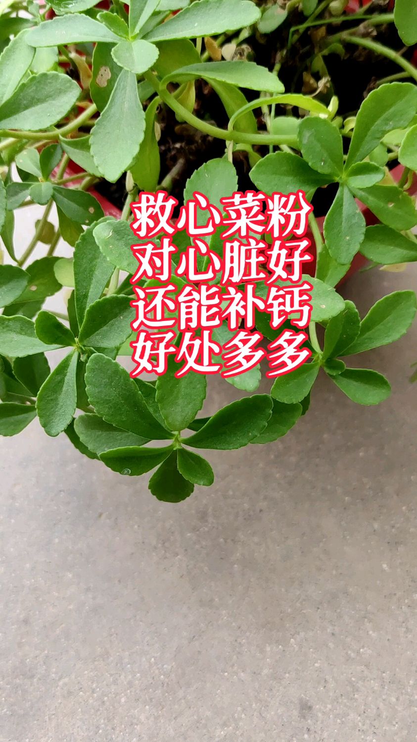 心脏不好?常吃救心菜粉,对心脏好,还能补钙,一天只需3块钱