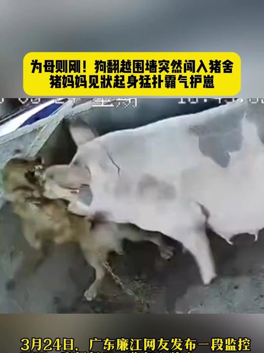 为母则刚!狗翻越围墙突然闯入猪舍,猪妈妈见状起身猛扑霸气护崽