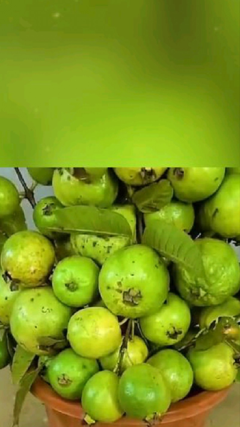 这水果成熟香飘百米,为啥南方人觉得好吃,北方人大多觉得难吃?